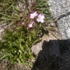 Epilobium sarmentaceum (Mountain Willow-herb) at Perisher Valley, NSW - 30 Dec 2023 by mahargiani