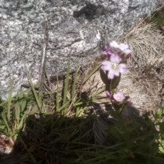 Epilobium sarmentaceum at Kosciuszko National Park - 30 Dec 2023 01:46 PM