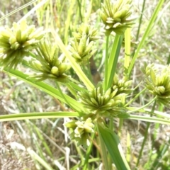 Cyperus eragrostis (Umbrella Sedge) at Belconnen, ACT - 30 Dec 2023 by JohnGiacon