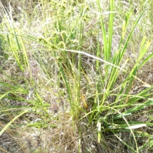 Cyperus eragrostis at Emu Creek - 30 Dec 2023 04:58 PM