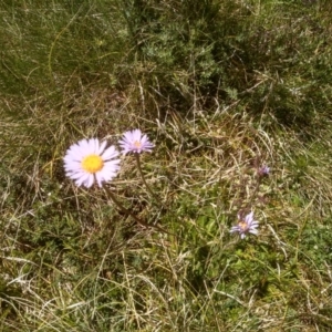 Brachyscome spathulata at Kosciuszko National Park - 30 Dec 2023