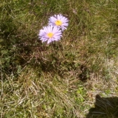 Brachyscome spathulata at Kosciuszko National Park - 30 Dec 2023