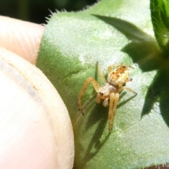 Araneus hamiltoni (Hamilton's Orb Weaver) at Belconnen, ACT - 30 Dec 2023 by JohnGiacon