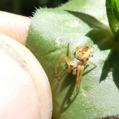 Araneus hamiltoni (Hamilton's Orb Weaver) at Flea Bog Flat to Emu Creek Corridor - 30 Dec 2023 by JohnGiacon