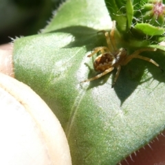 Araneus hamiltoni at Flea Bog Flat to Emu Creek Corridor - 30 Dec 2023