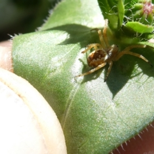 Araneus hamiltoni at Flea Bog Flat to Emu Creek Corridor - 30 Dec 2023