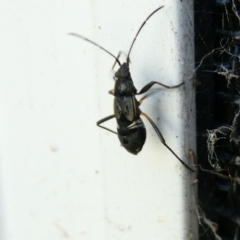 Lygaeidae (family) (Seed bug) at Emu Creek Belconnen (ECB) - 30 Dec 2023 by JohnGiacon