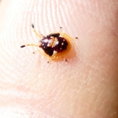 Anischys sp. (genus) (Unidentified Anischys bug) at Flea Bog Flat to Emu Creek Corridor - 29 Dec 2023 by JohnGiacon