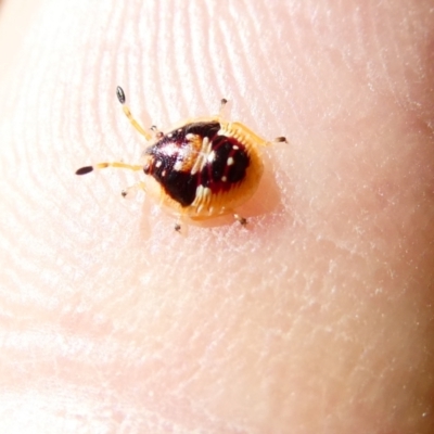 Anischys sp. (genus) (Unidentified Anischys bug) at Belconnen, ACT - 29 Dec 2023 by JohnGiacon