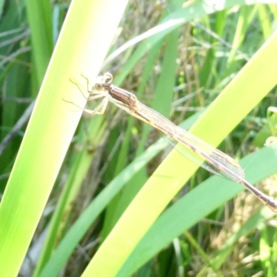 Austrolestes analis (Slender Ringtail) at Emu Creek - 29 Dec 2023 by JohnGiacon