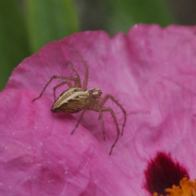 Oxyopes (genus) (Lynx spider) at Chapman, ACT - 7 Dec 2023 by BarrieR