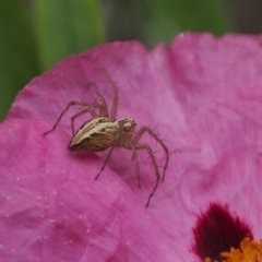 Oxyopes sp. (genus) (Lynx spider) at Chapman, ACT - 7 Dec 2023 by BarrieR