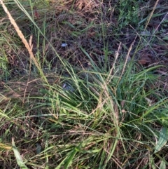 Sporobolus africanus (Parramatta Grass, Rat's Tail Grass) at Belconnen, ACT - 29 Dec 2023 by JohnGiacon