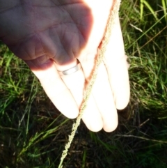 Sporobolus africanus at Emu Creek - 30 Dec 2023