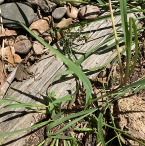 Setaria parviflora at Emu Creek Belconnen (ECB) - 30 Dec 2023