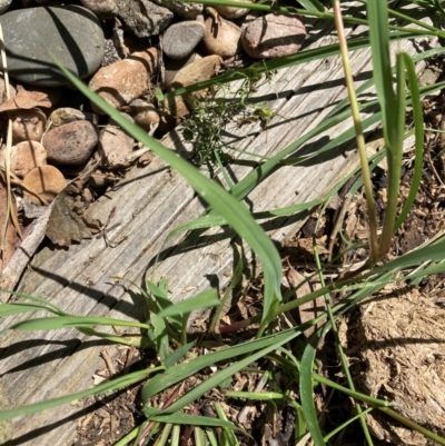 Setaria parviflora (Slender Pigeon Grass) at Flea Bog Flat to Emu Creek Corridor - 30 Dec 2023 by JohnGiacon