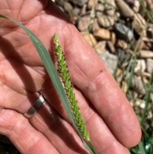 Setaria parviflora at Emu Creek Belconnen (ECB) - 30 Dec 2023 03:11 PM