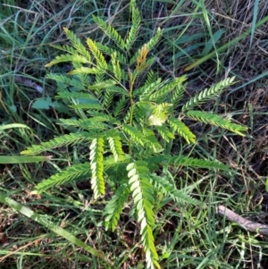 Gleditsia triacanthos at Emu Creek Belconnen (ECB) - 30 Dec 2023