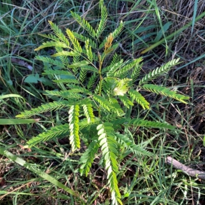 Gleditsia triacanthos (Honey Locust, Thorny Locust) at Belconnen, ACT - 29 Dec 2023 by JohnGiacon