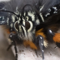 Eutrichopidia latinus (Yellow-banded Day-moth) at Tidbinbilla Nature Reserve - 31 Dec 2023 by patrickcox