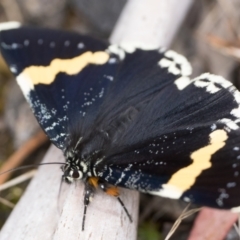 Eutrichopidia latinus at Tidbinbilla Nature Reserve - 31 Dec 2023