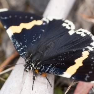 Eutrichopidia latinus at Tidbinbilla Nature Reserve - 31 Dec 2023