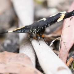 Eutrichopidia latinus at Tidbinbilla Nature Reserve - 31 Dec 2023