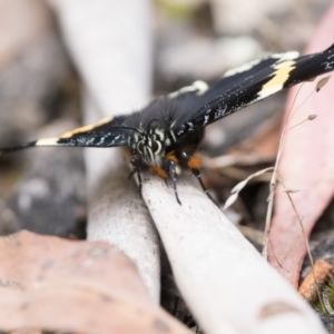 Eutrichopidia latinus at Tidbinbilla Nature Reserve - 31 Dec 2023