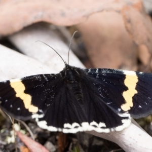 Eutrichopidia latinus at Tidbinbilla Nature Reserve - 31 Dec 2023