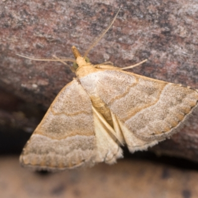 Meranda susialis (Three-lined Snout) at Paddys River, ACT - 30 Dec 2023 by patrickcox