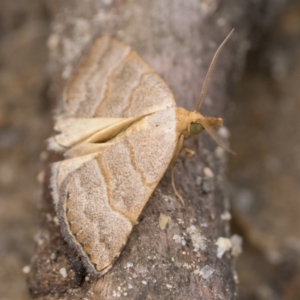 Meranda susialis at Tidbinbilla Nature Reserve - 31 Dec 2023 08:00 AM