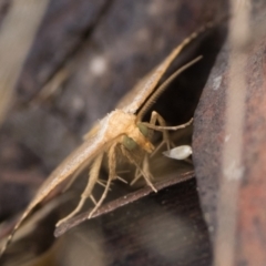 Meranda susialis at Tidbinbilla Nature Reserve - 31 Dec 2023 08:00 AM