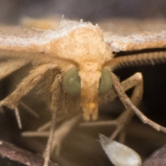 Meranda susialis at Tidbinbilla Nature Reserve - 31 Dec 2023 08:00 AM