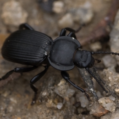 Cardiothorax monarensis (Darkling beetle) at Paddys River, ACT - 30 Dec 2023 by patrickcox