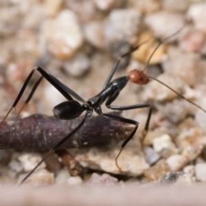 Leptomyrmex erythrocephalus at Tidbinbilla Nature Reserve - 31 Dec 2023