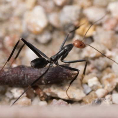 Leptomyrmex erythrocephalus (Spider ant) at Tidbinbilla Nature Reserve - 30 Dec 2023 by patrickcox