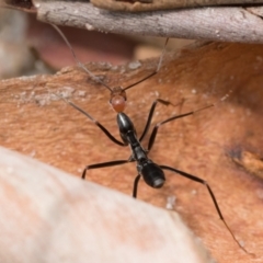 Leptomyrmex erythrocephalus at Tidbinbilla Nature Reserve - 31 Dec 2023