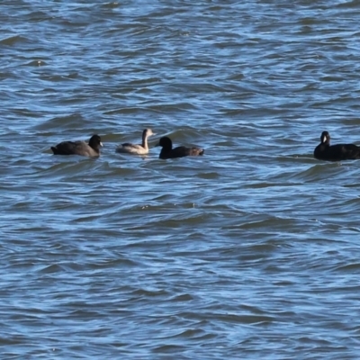 Tachybaptus novaehollandiae (Australasian Grebe) at Table Top, NSW - 29 Dec 2023 by KylieWaldon