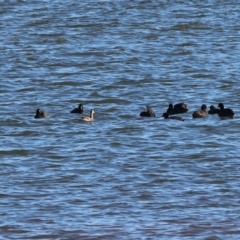 Tachybaptus novaehollandiae at Albury - 30 Dec 2023 06:36 AM