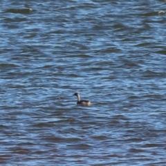 Tachybaptus novaehollandiae at Albury - 30 Dec 2023 06:36 AM