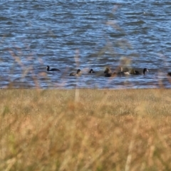 Fulica atra (Eurasian Coot) at Albury - 30 Dec 2023 by KylieWaldon