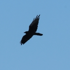 Corvus coronoides (Australian Raven) at Table Top Reserve - 29 Dec 2023 by KylieWaldon