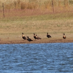 Tadorna tadornoides (Australian Shelduck) at Albury - 30 Dec 2023 by KylieWaldon