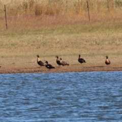 Tadorna tadornoides (Australian Shelduck) at Table Top, NSW - 29 Dec 2023 by KylieWaldon