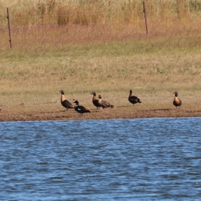 Tadorna tadornoides (Australian Shelduck) at Albury - 30 Dec 2023 by KylieWaldon