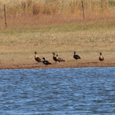 Tadorna tadornoides (Australian Shelduck) at Table Top, NSW - 29 Dec 2023 by KylieWaldon