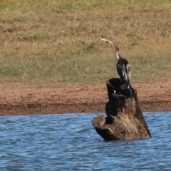 Anhinga novaehollandiae (Australasian Darter) at Table Top, NSW - 29 Dec 2023 by KylieWaldon