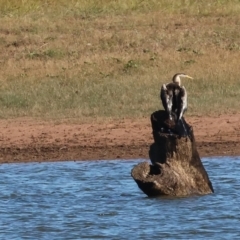 Anhinga novaehollandiae at Albury - 30 Dec 2023 08:10 AM