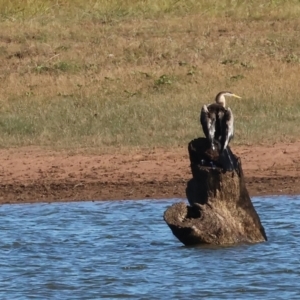 Anhinga novaehollandiae at Albury - 30 Dec 2023 08:10 AM