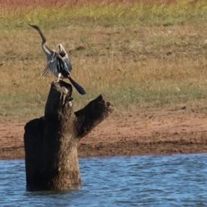 Anhinga novaehollandiae at Albury - 30 Dec 2023 08:10 AM